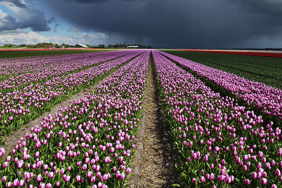 Purple tulips field Photograph by Mihaela Pater - Fine Art America