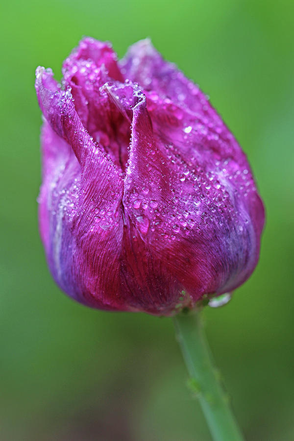 Purple Tulip Flower Photograph by Juergen Roth