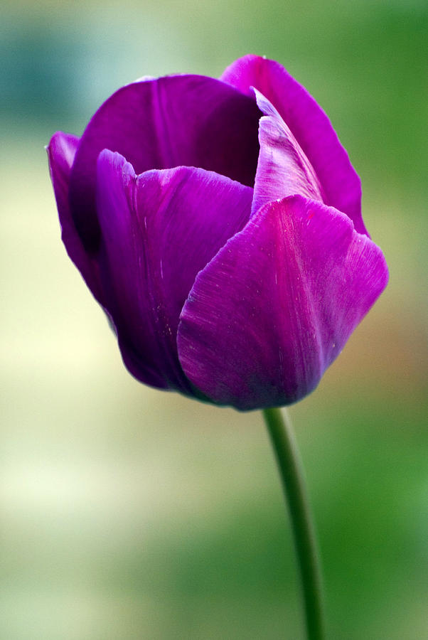 Purple Tulip Flower Photograph