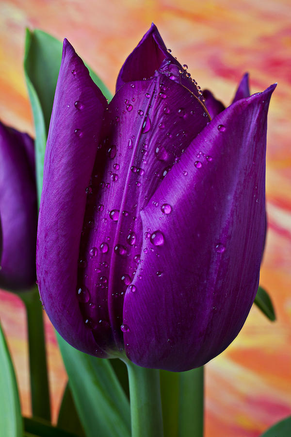 Purple Tulip Photograph by Garry Gay