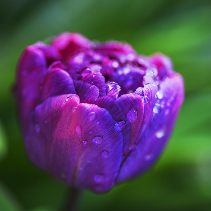 Purple tulip glow Photograph by Vishwanath Bhat