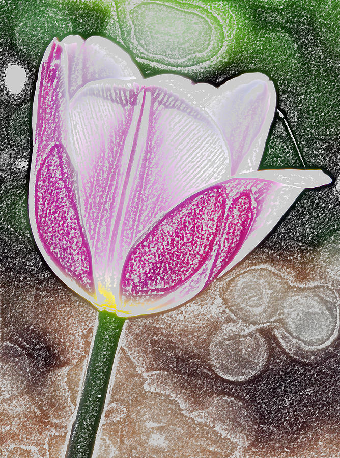 Flower Digital Art - Purple Tulip I Colored Pencil by Frank LaFerriere
