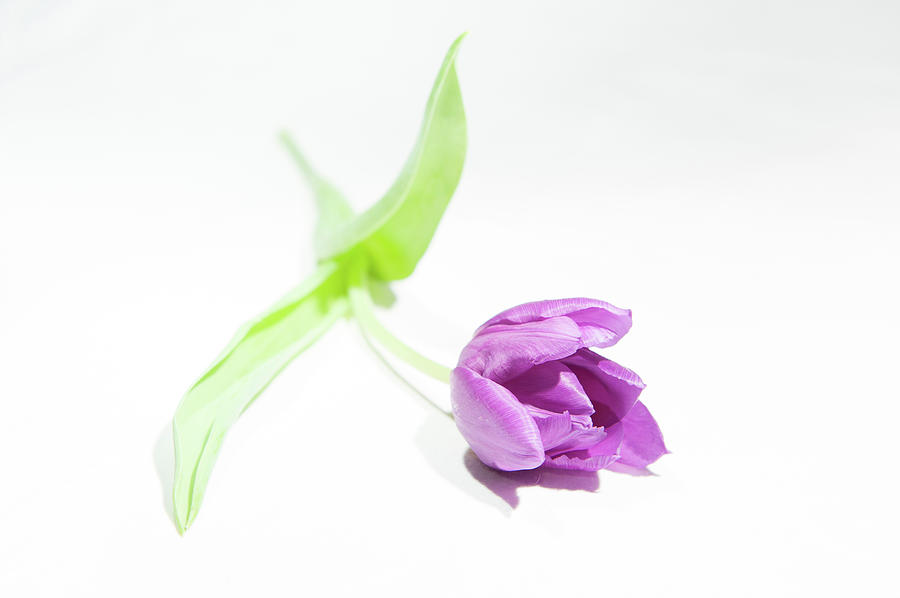 Purple Tulip ii Photograph by Helen Jackson