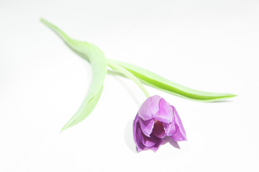 Purple Tulip iii Photograph by Helen Jackson