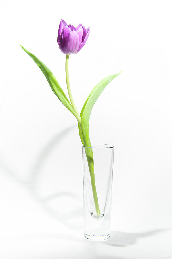 Purple Tulip in a Vase Photograph by Helen Jackson