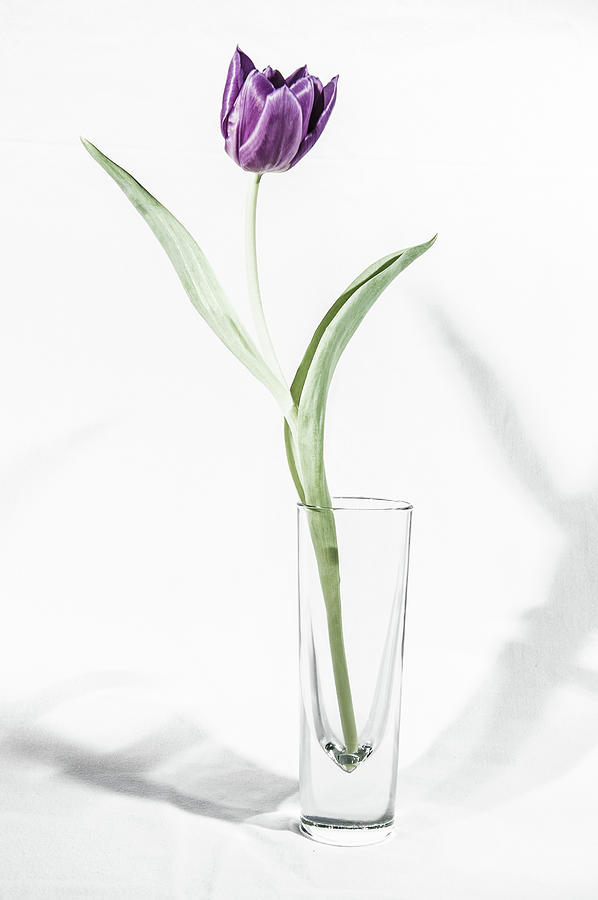 Purple Tulip in a Vase ii Photograph by Helen Jackson
