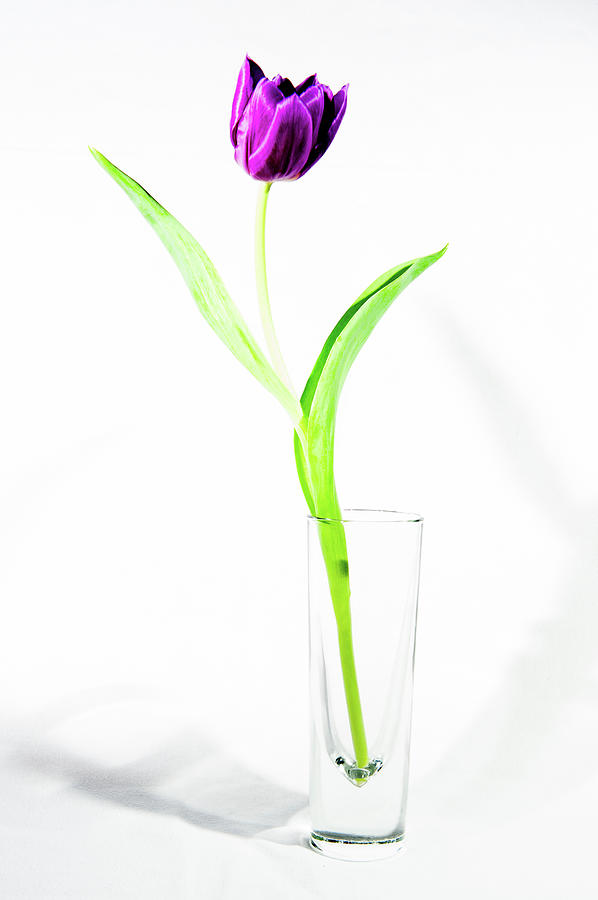Purple Tulip in a Vase iii Photograph by Helen Jackson