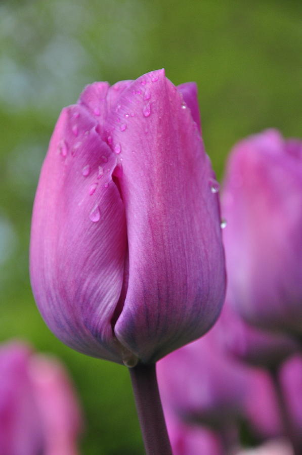 Purple Tulip Photograph by Jenna Hines - Fine Art America