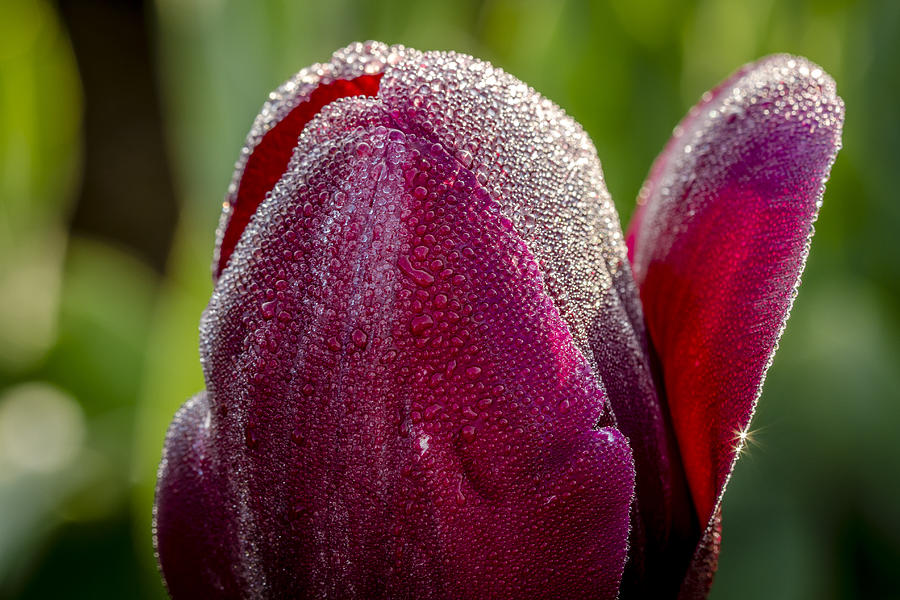 Purple Tulip Jewel Photograph by Teri Virbickis