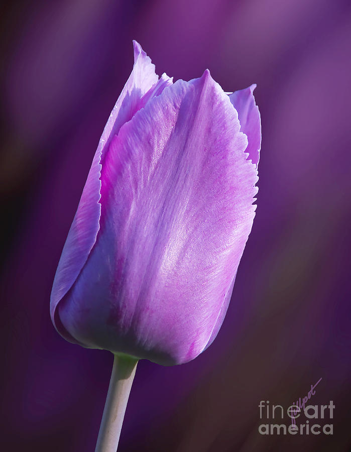 Flowers Still Life Photograph - Purple Tulip by Bon and Jim Fillpot