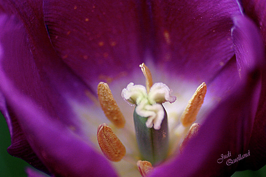 Purple Tulip Photograph by Judi Quelland