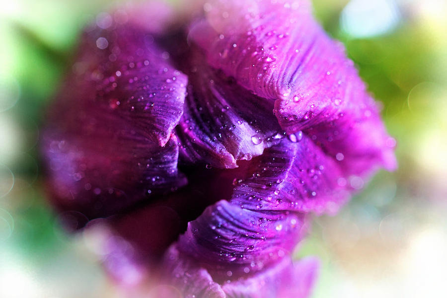 Purple Tulip Photograph by Lilia S