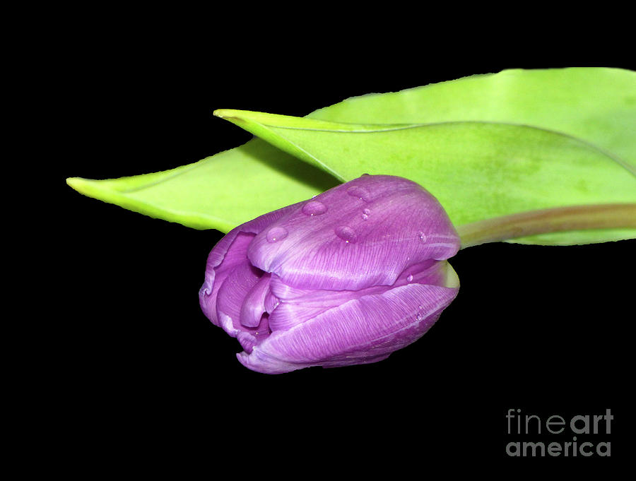 Purple Tulip Photograph by Lynn Bolt