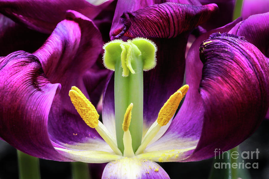 Spring Photograph - Purple Tulip Macro by Darleen Stry