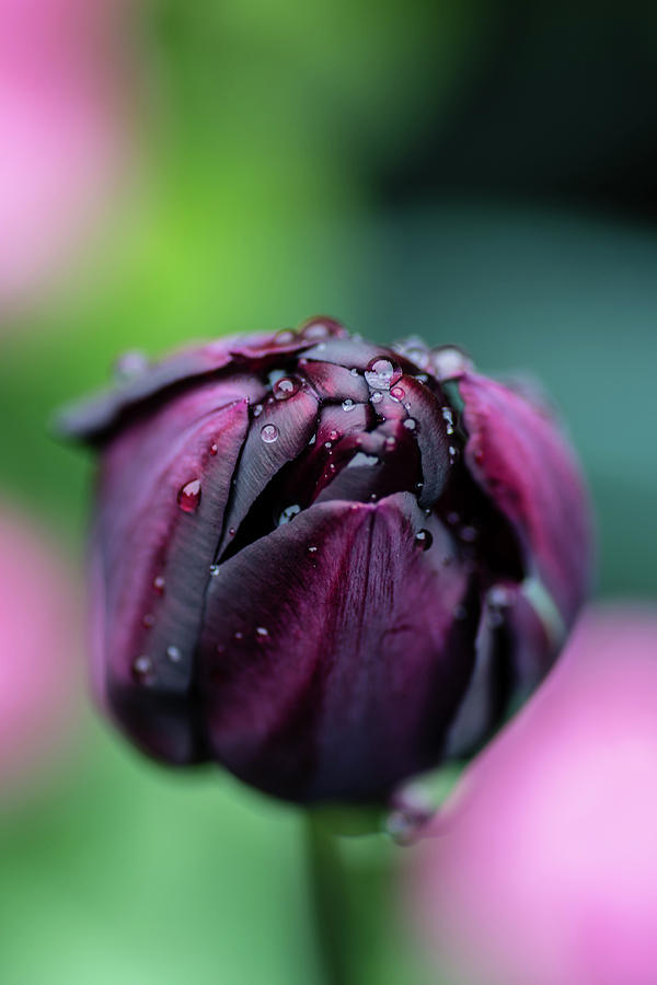 Purple Tulip Photograph by Martina Fagan
