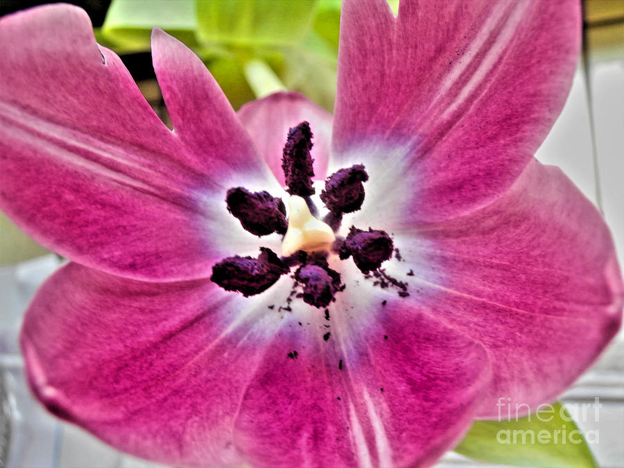 Purple Tulip Photograph by Nina Ficur Feenan