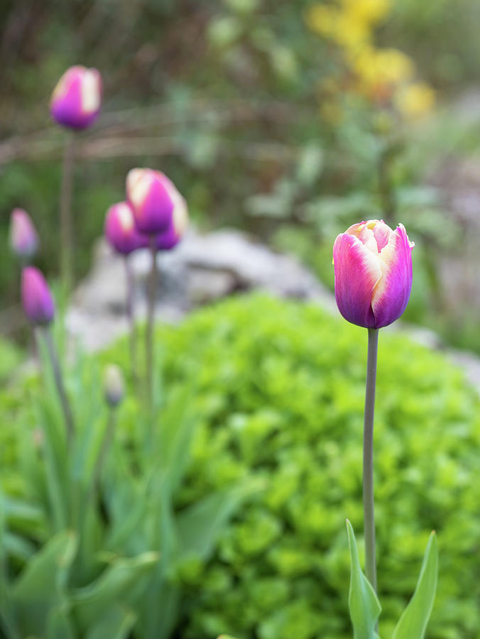 Purple tulip on green background. Photograph by Marius Comanescu - Fine ...