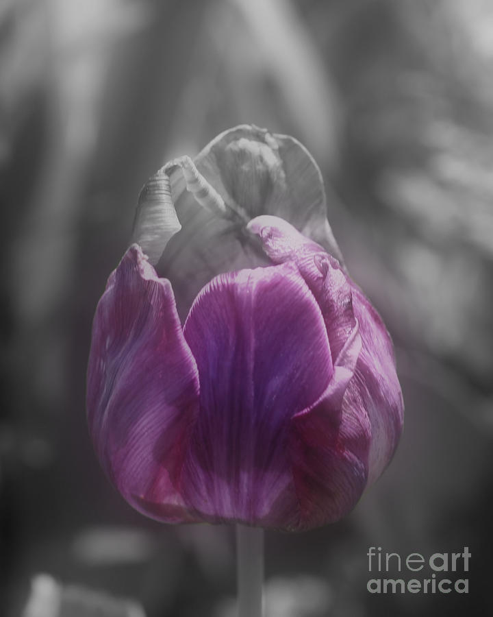 Purple Tulip Partial Color Photograph by Smilin Eyes Treasures