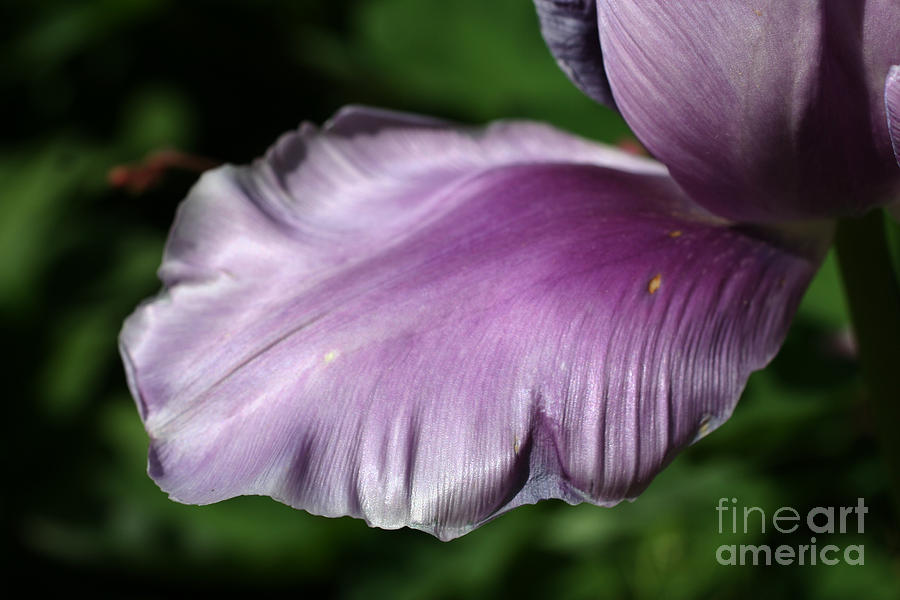 Purple Tulip Petal Photograph by Smilin Eyes Treasures