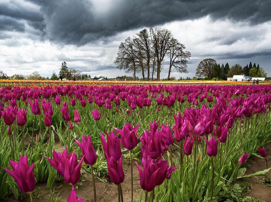 Purple Tulip Rows Photograph by Jean Noren