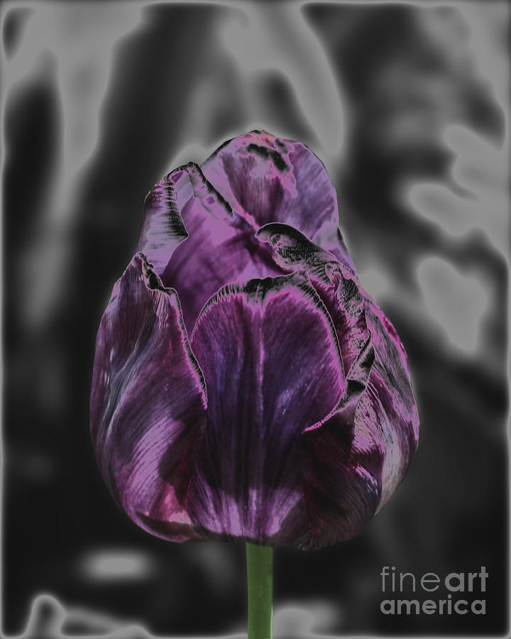Purple Tulip Photograph by Smilin Eyes Treasures