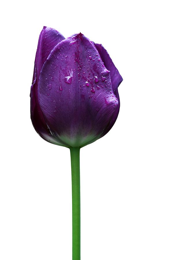 Purple tulip T Photograph by Ivan Slosar