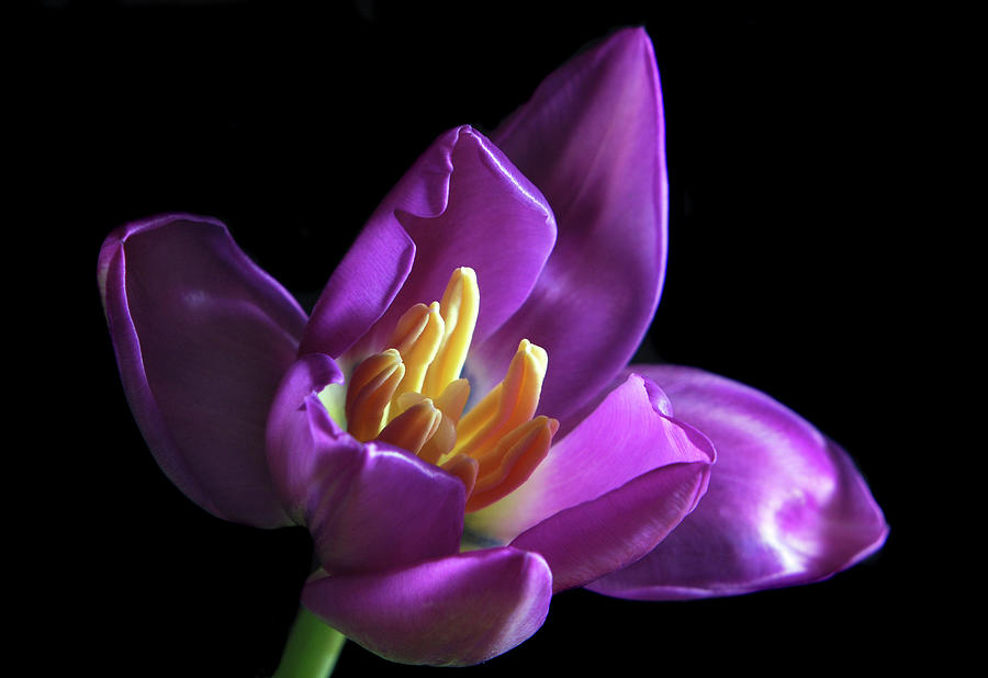 Purple Tulip. Photograph by Terence Davis