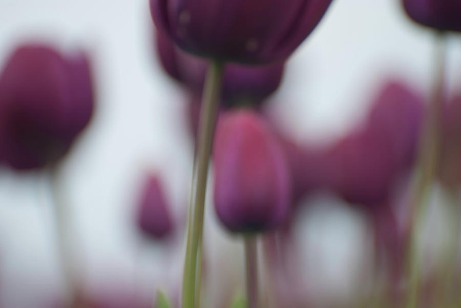 Tulip Photograph - Purple Tulips Abstract by Jani Freimann