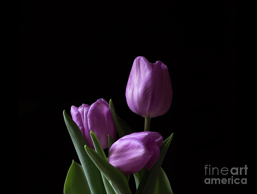 Purple Tulips Photograph by Andrea Silies