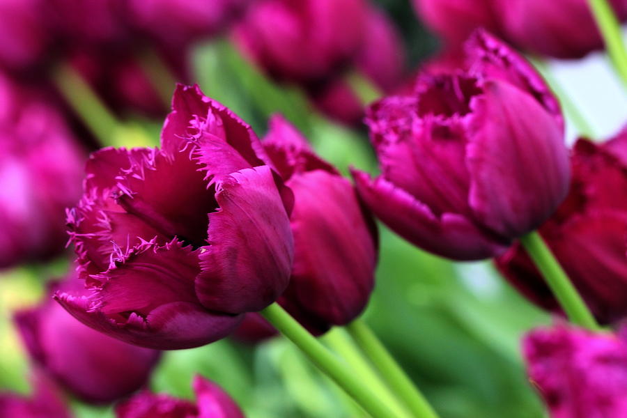 Purple Tulips Photograph by Angela Rath