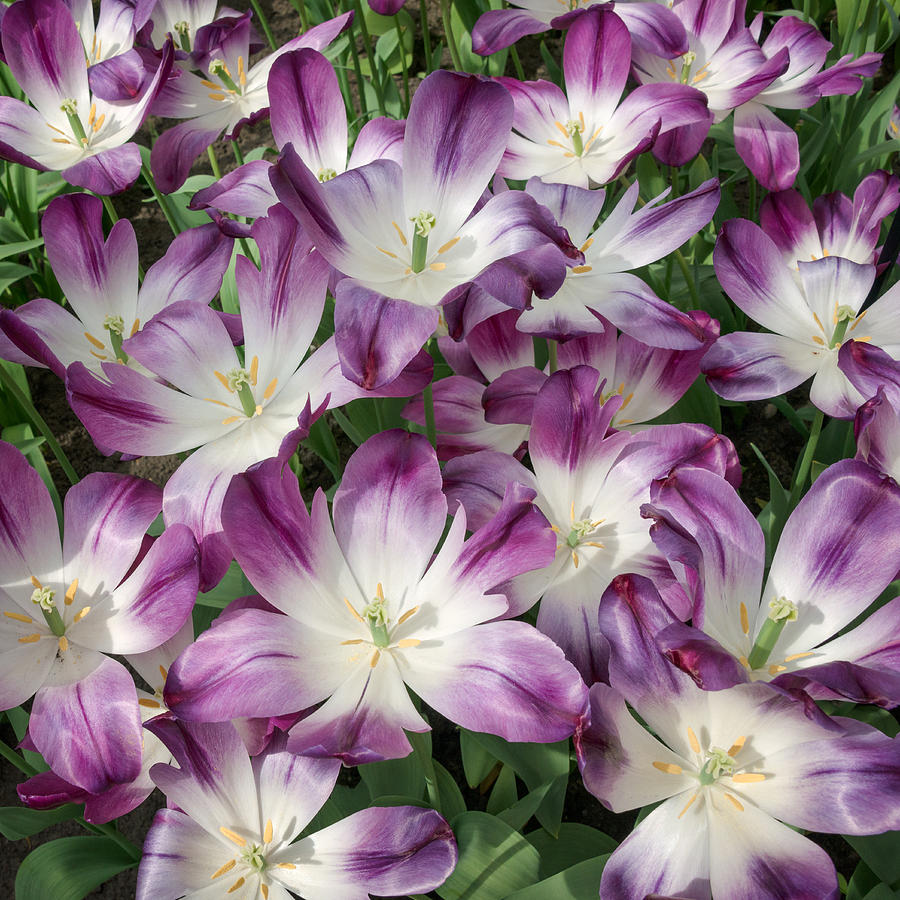 Purple Tulips Photograph