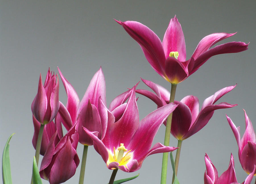 Purple Tulips Photograph by Helen Jackson