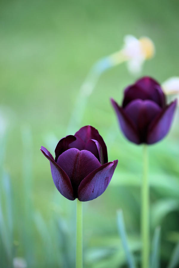 Purple Tulips I Photograph by Theresa Campbell