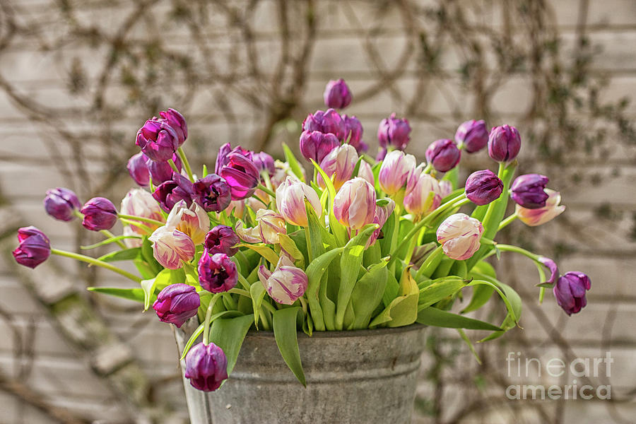 Purple tulips in a bucket Photograph by Patricia Hofmeester