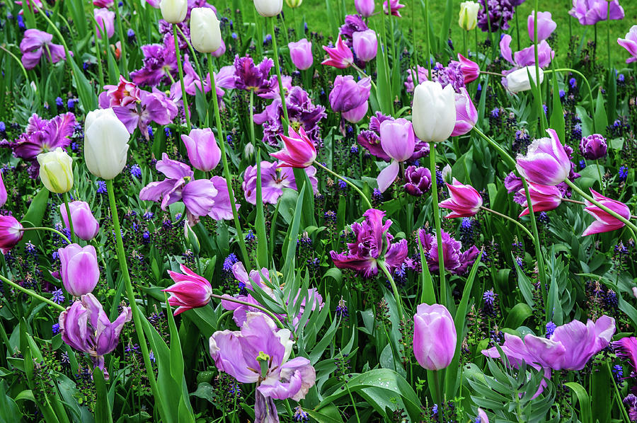 Purple Tulips in Keukenhof Photograph by Jenny Rainbow