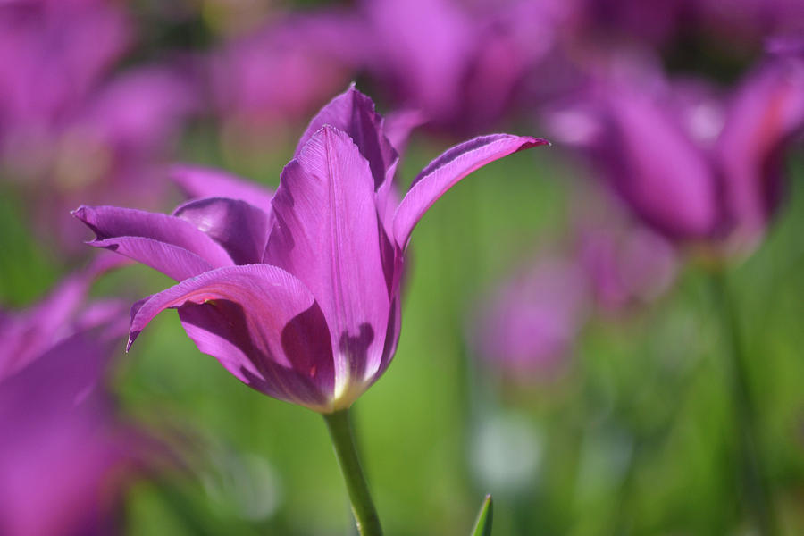 Purple Tulips in the Sun Photograph by Forest Floor Photography