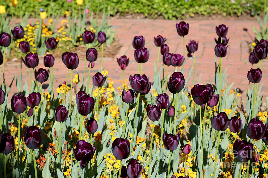 Purple Tulips in Williamsburg Photograph by Lara Morrison