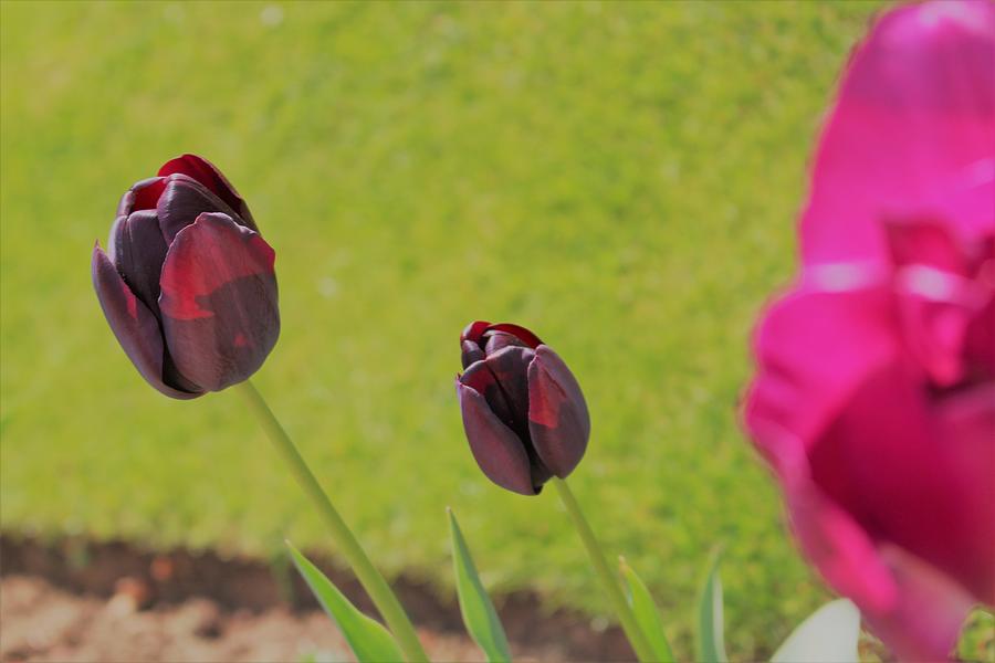 Purple Tulips Photograph by Loretta S