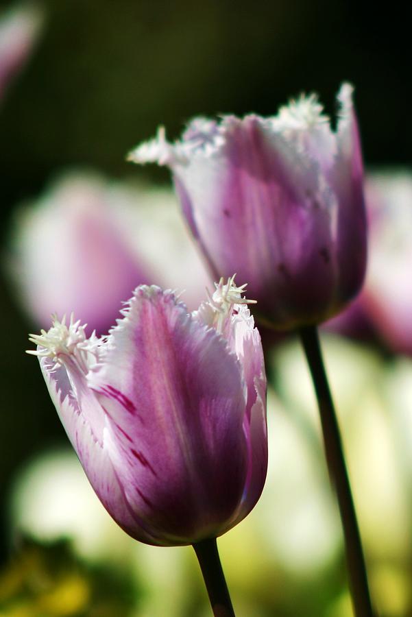 Purple Tulips Photograph by Martina Fagan