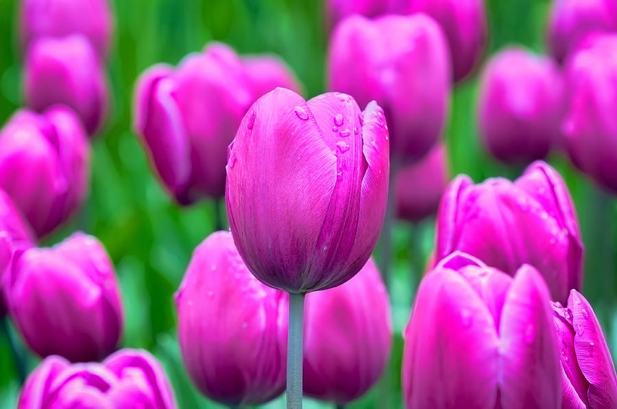 Purple Tulips Photograph by Nadia Sanowar