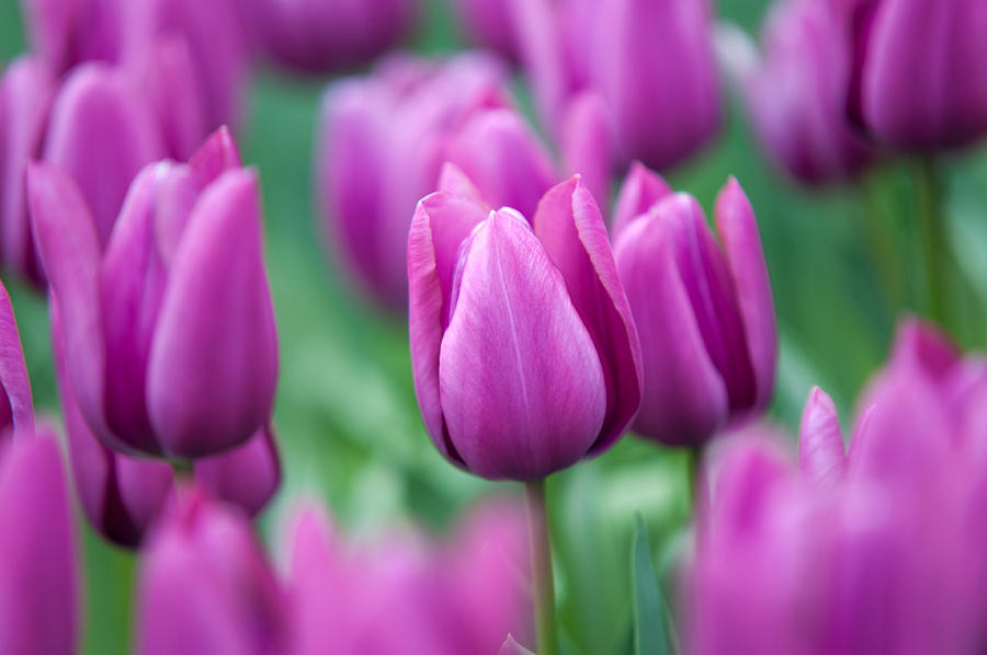 Tulip Photograph - Purple Tulips of Keukenhof by Jenny Rainbow