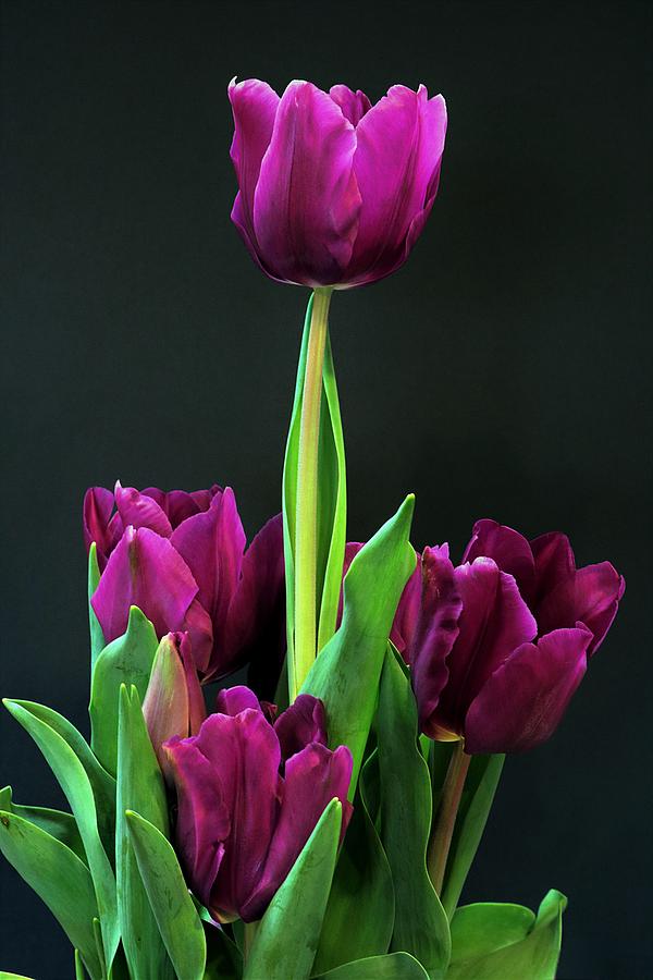 Purple Tulips on Black Photograph by Sheila Brown