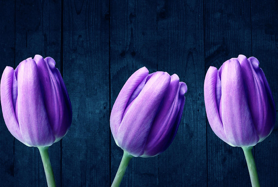 Purple Tulips On Blue Wood Photograph by Johanna Hurmerinta