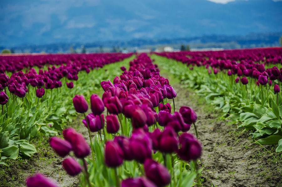 Purple Tulips Photograph by Pelo Blanco Photo