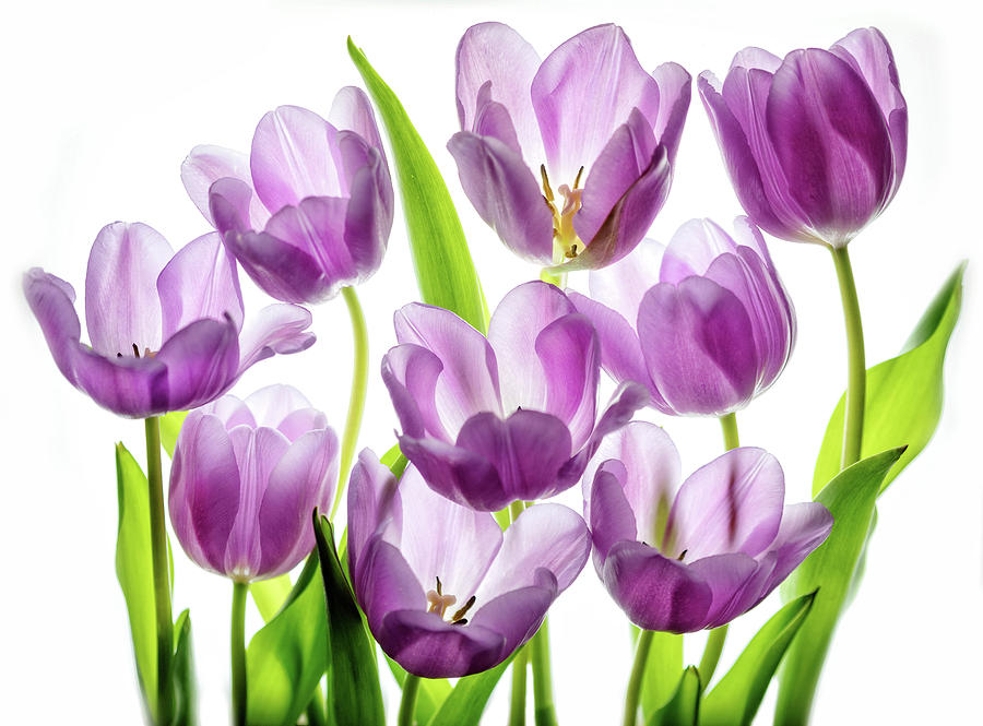 Tulip Photograph - Purple Tulips by Rebecca Cozart