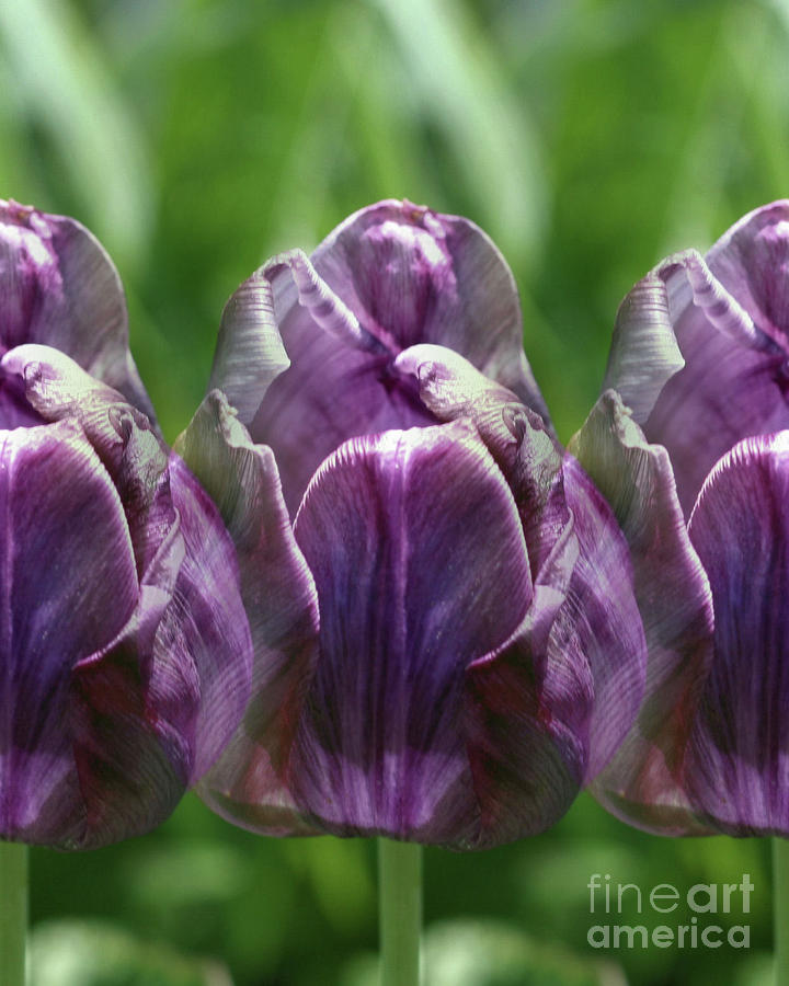 Purple Tulips Photograph by Smilin Eyes Treasures