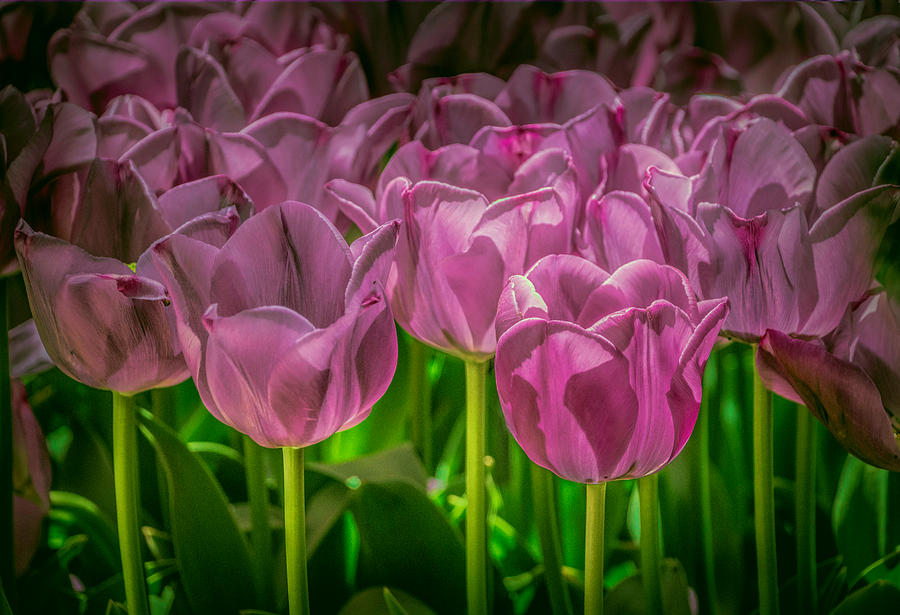 Purple Tulips Photograph by Steph Gabler