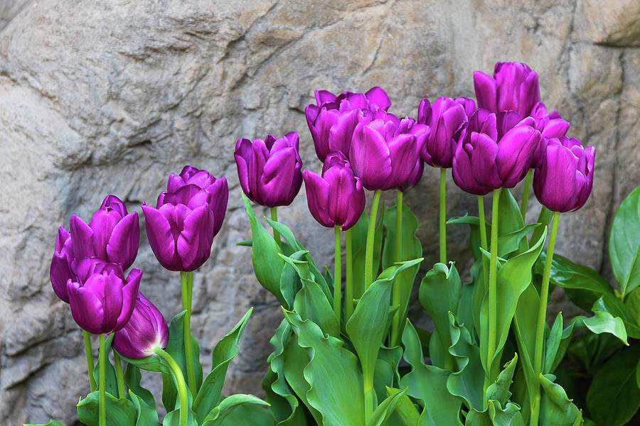 Purple Tulips Photograph by Tom Mc Nemar