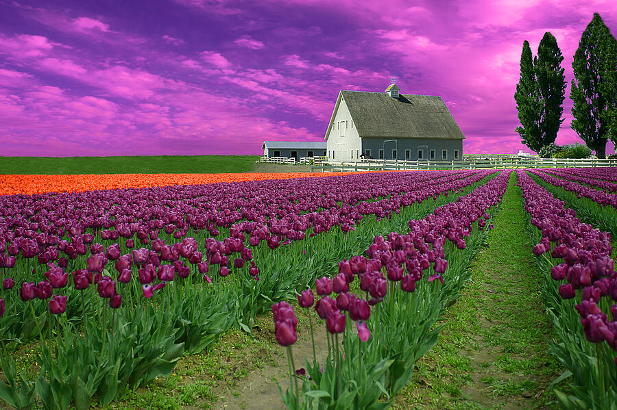 Purple Tulips With Pink Sky Photograph