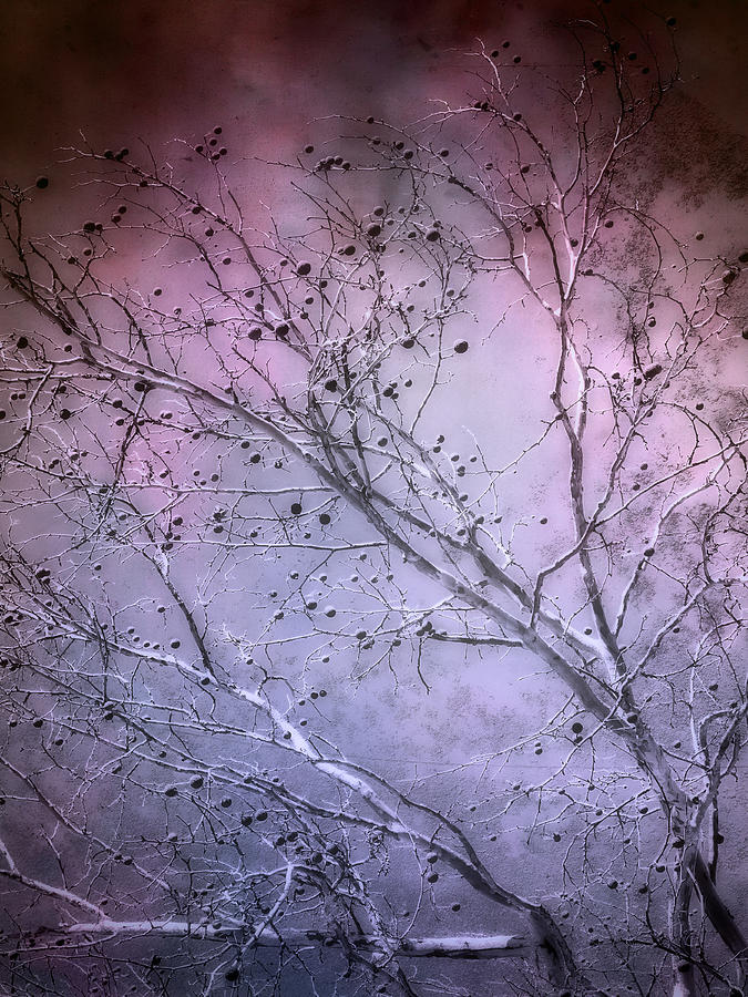 Purple Twilight   Photograph by Ann Powell